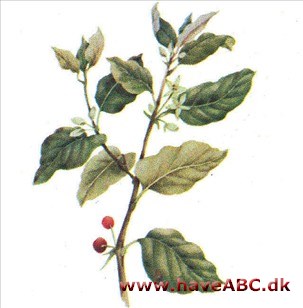 Tørstetræ - Rhamnus frangula