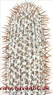 Uldkaktus - Espostoa lanata Uldkaktus - Espostoa lanata