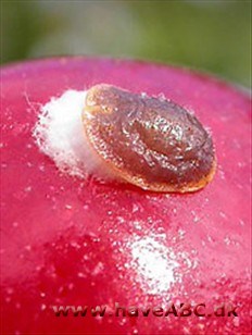 Uldlus - Coccidae Uldlus - Coccidae