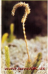 Ulvefod - Lycopodium clavatum †