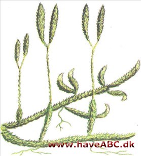 Ulvefod - Lycopodium clavatum