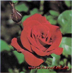 Uncle Walter De mellem røde, fyldte (30 kronblade), store, klassisk formede blomster er uden duft. Blomsterne udvikles i ... Se mere her ...