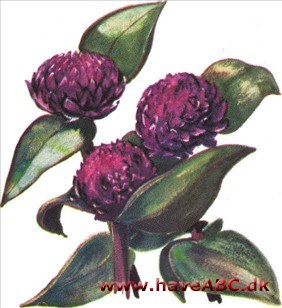 Ungkarleknap - Gomphrena globosa Ungkarleknap - Gomphrena globosa