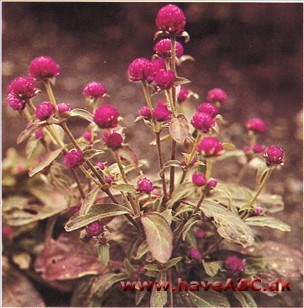 Ungkarleknap, Kugleamarant - Gomphrena globosa Ungkarleknap, Kugleamarant - Gomphrena globosa
