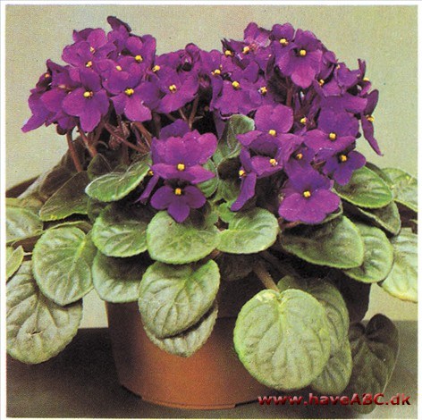 Usambraviol, Afrikansk Viol - Saintpaulia ionantha Usambraviol, Afrikansk Viol - Saintpaulia ionantha