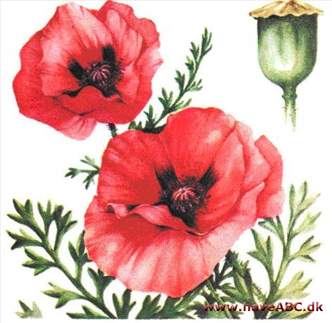 Valmue - Papaver