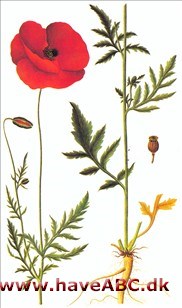 Valmue, kornvalmue - Papaver rhoeas