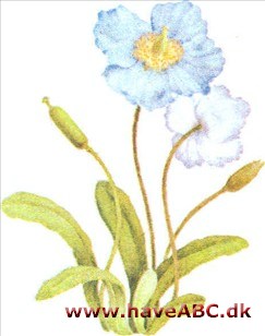 Valmuesøster - Meconopsis betonicifolia Valmuesøster - Meconopsis betonicifolia