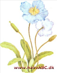 Valmuesøster - Meconopsis betonicifolia