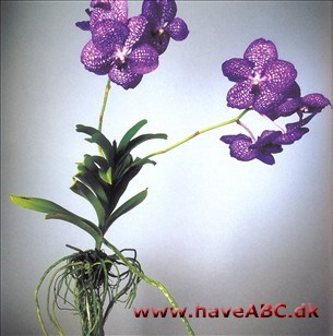 Vanda Blue Magic