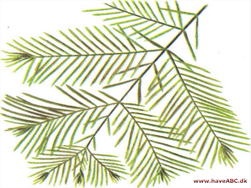 Vandgran - Metasequoia glyptostroboides
