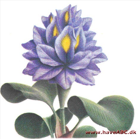 Vandhyacint - Eichhornia Vandhyacint - Eichhornia