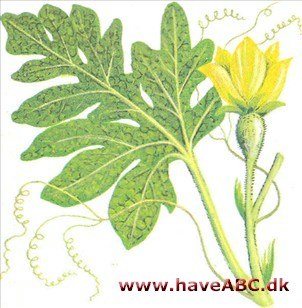 Vandmelon - Citrullus lanatus Vandmelon - Citrullus lanatus