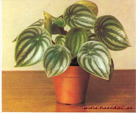 Vandmelonpeperomia - Peperonria argyreia (syn. sandersii)