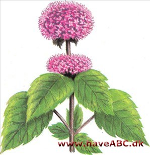 Vandmynte - Mentha aquatica Vandmynte - Mentha aquatica