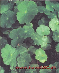 Vandnavle - Hydrocotyle ranunculoides korsarve, vandnavle og papegøjefjer er ekstremt hurtigtvoksende vandplanter, der hurtigt kan brede sig ud over en dam og