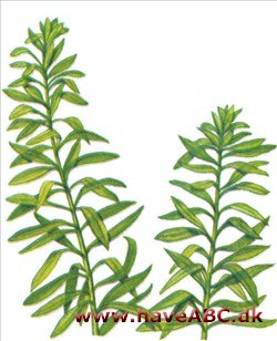 Vandpest - Elodea canadensis