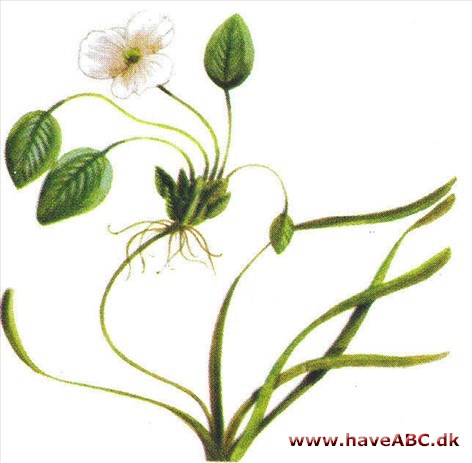 Vandranke - Luronium natans Vandranke - Luronium natans