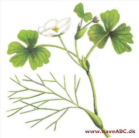 Vandranunkel - Ranunculus aquatilis Vandranunkel - Ranunculus aquatilis