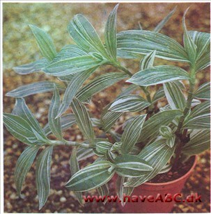 Vandrende Jøde - Tradescantia flurninensis Vandrende Jøde - Tradescantia flurninensis