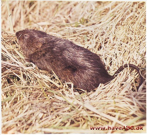Vandrotte - Arvicola terrestris Vandrotte - Arvicola terrestris