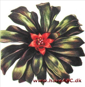 Vandsamler - Nidularium Vandsamler - Nidularium