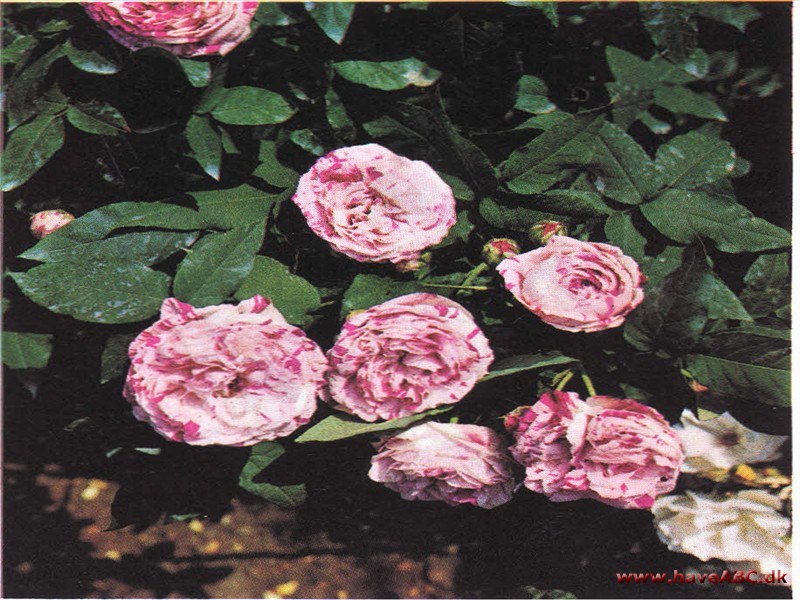 Variegata di Bologna Variegata di Bologna
