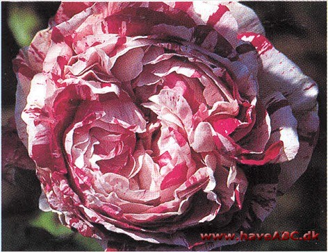 Variegata di Bologna. Den kækt Bismarcksklump-lignende rose kommer fra Italien. Det kan man høre på navnet, som også antyder, at den er flerfarvet (variegata). En opsigtsvækkende rose, som desuden plejer at ændre ...