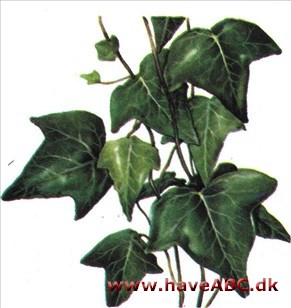 Vedbend - Hedera Vedbend - Hedera