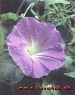 Vedbend pragtsnerle - Ipomoea hederacea Ses tidlig sommer - midt på efteråret. Vedbend pragtsnerle er en smuk tropisk klatreplante, og det er en populær haveplante i køligere klima. I varmt klima vokser den imidlertid alt for hurtigt ...