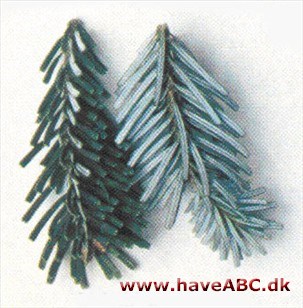 Veitch' ædelgran - Abies veitchii Veitch' ædelgran - Abies veitchii