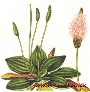 Vejbred - Plantago major