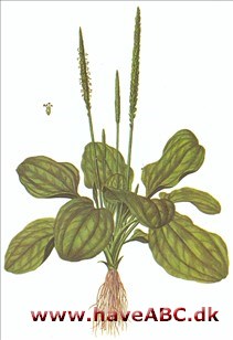 Vejbred, glat vejbred - Plantago major Vejbred, glat vejbred - Plantago major