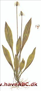 Vejbred, lancet-bladet vejbred - Plantago lanceolata