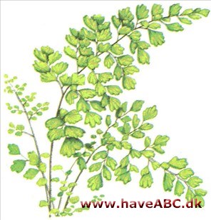 Venushår - Adiantum Venushår - Adiantum