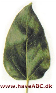 Vestamerikansk balsampoppel - Populus trichocarpa