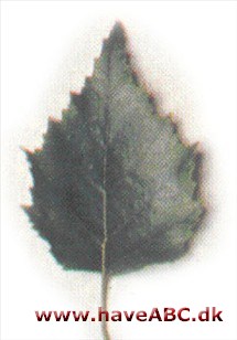 Vestamerikansk birk - Betula occidentalis, syn. Betula fontinalis
