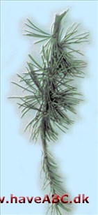 Vestamerikansk lærk - Larix occidentalis Vestamerikansk lærk - Larix occidentalis