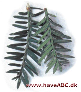 Vestamerikansk taks - Taxus brevifolia