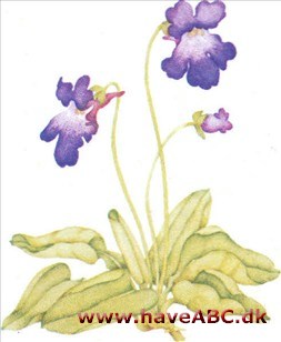 Vibefedt - Pinguicula vulgaris