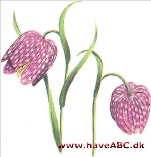 Vibeæg - Fritillaria meleagris Vibeæg - Fritillaria meleagris