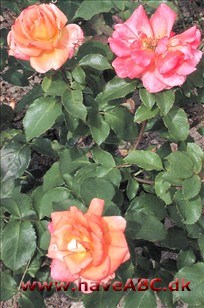 De fyldte (50 kronblade), stærkt duftende blomster er orange med en grundtone af abrikos, idet kronbladene er gullige på ydersiden og har rosa rande. Se mere her ... 