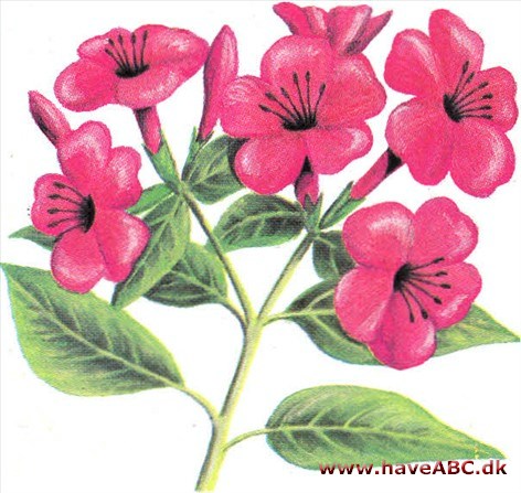 Vidunderblomst - Mirabilis Vidunderblomst - Mirabilis