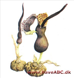 Vidunderknold - Sauromatum venosum Vidunderknold - Sauromatum venosum