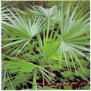 Viftepalme - Chamaerops humilis