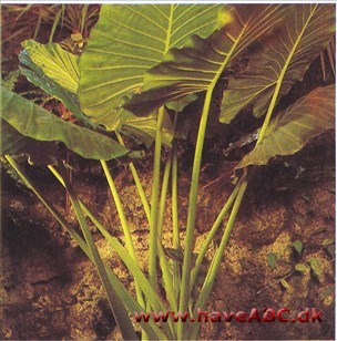 Vikingeskjold - Alocasia indica