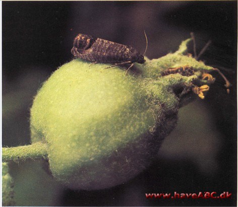 Viklere - Tortricidae Viklere - Tortricidae