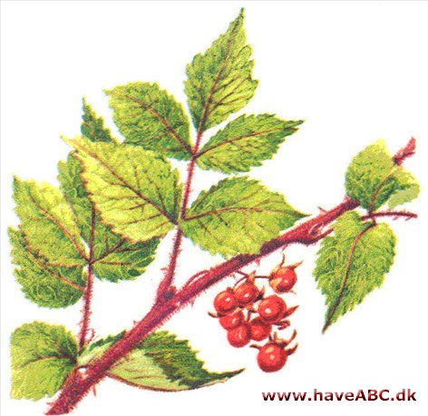 Vinbrombær - Rubus phoenicolasius