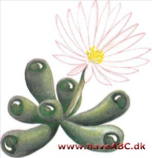 Vinduesplante - Fenestraria rhopalophylla Vinduesplante - Fenestraria rhopalophylla