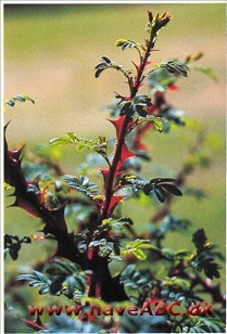 Vingerose - Rosa sericea pteracantha Blomstringen er meget kortvarig, men rosen er alligevel en stor skønhedsoplevelse med sine fantastiske torne og sit smukke løv, som i slutningen af sæsonen får vidunderlige høstfarver.